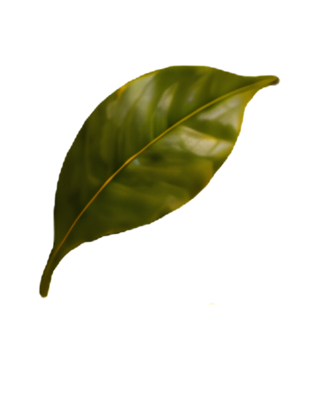 Leaf